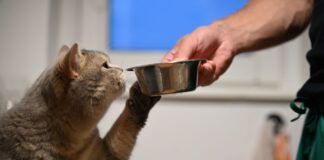 Forschende der Europa-Universität Viadrina suchen für eine Studie Menschen, die mit einer Katze oder einem Hund zusammenleben oder Sprachassistenten nutzen. (Symbolbild)