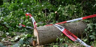 Folgen des Klimawandels wie Dürren machen Wälder anfälliger für andere Folgen des Klimawandels - wie Unwetter.