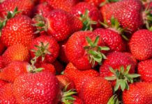Nachts pflücken Diebe auf einer Plantage Erdbeeren - doch dann kommt die Polizei. (Symbolbild) 