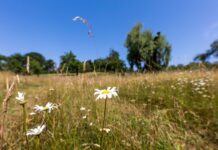 Passend zum Sommeranfang soll es am Wochenende in Berlin und Brandenburg heiß und sonnig werden. (Archivbild)