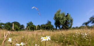 Passend zum Sommeranfang soll es am Wochenende in Berlin und Brandenburg heiß und sonnig werden. (Archivbild)