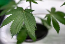 Die Mary Jane findet vom 19. bis zum 22. Juni statt. (Archivbild)