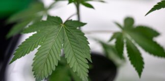 Die Mary Jane findet vom 19. bis zum 22. Juni statt. (Archivbild)