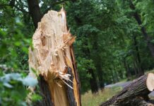 Ein abgebrochener Baum im Neuen Garten. In dem Park krachte eine Baumkrone auf zwei Menschen.