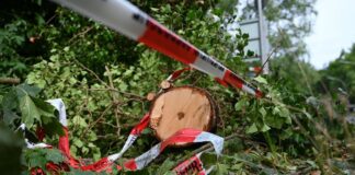 Nach den schweren Unwettern in Teilen Deutschlands liegen auch am Tegeler Forst noch Reste abgebrochener Äste und gebrochener Baumstämme.