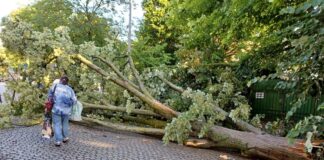 Bei dem Unwetter sind viele Bäume umgestürzt, das Betreten von Grünanlagen ist weiter gefährlich. 