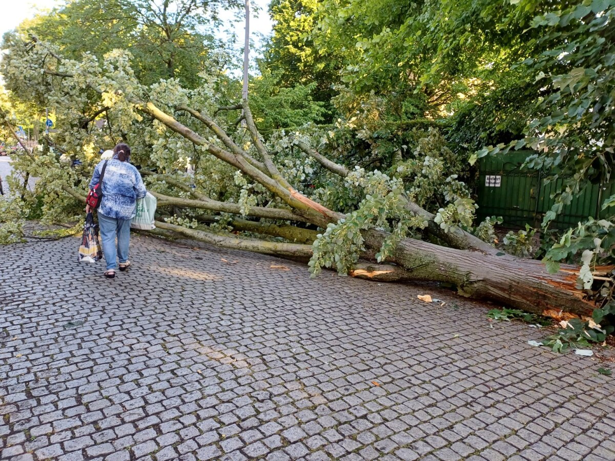 Gewitter in Berlin Bei dem Unwetter sind viele Bäume umgestürzt, das Betreten von Grünanlagen ist weiter gefährlich.