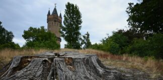 Der Park Babelsberg ist von der Trockenheit deutlich gezeichnet.