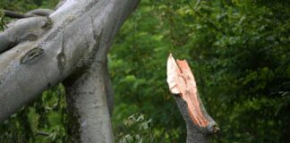 Bereits unter der Woche brachen im Park Babelsberg dicke Äste ab.