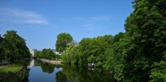 Die Berliner Grünen setzen auf mehr Bäume, um die Folgen des Klimawandels abzumildern. (Archivfoto) 