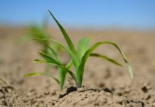 Für die Landwirtschaft ist die enorme Trockenheit ein großes Problem. 