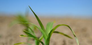 Für die Landwirtschaft ist die enorme Trockenheit ein großes Problem. 