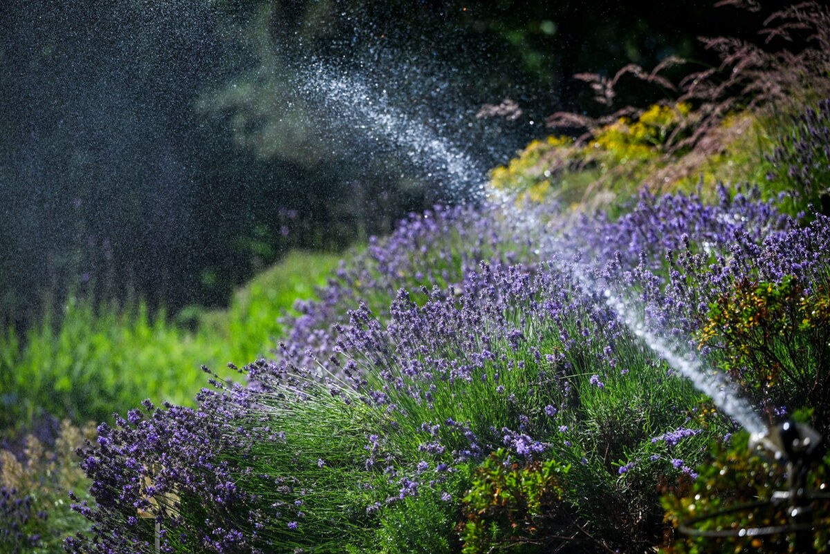 Blühende Pflanzen im Botanischen Garten Tipps zum Umgang mit allem, was grünt und blüht, finden sich auf einem neuen Portal. (Archivbild)