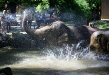 Die Elefanten im Berliner Zoo verschaffen sich eine Abkühlung. (Symbolbild)