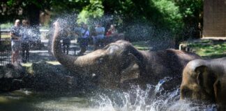 Die Elefanten im Berliner Zoo verschaffen sich eine Abkühlung. (Symbolbild)