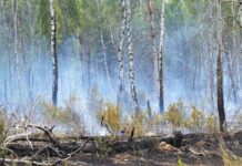 Der Waldbrandschutzbeauftragte Brandenburgs gibt keine Entwarnung. (Symbolbild)