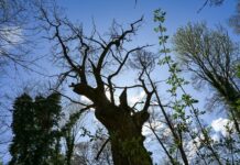 Hat den Sturm überstanden: Berlins ältester Baum (Archivbild).