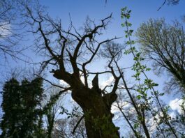 Hat den Sturm überstanden: Berlins ältester Baum (Archivbild).