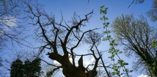 Hat den Sturm überstanden: Berlins ältester Baum (Archivbild).