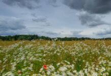 Schauer bringen in den nächsten zwei Tagen örtlich Regen, bis sich die Sonne ihre Bahn durch die Wolkendecke bricht. (Symbolbild)