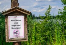 Auch Hunde sollten nicht in den Seen baden. (Archivbild)
