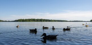 Der Ruppiner See meldet derzeit Beeinträchtigungen durch Blaualgen. (Archivbild)