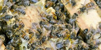 Die Bienen sind immer in Bewegung. (Archivbild)