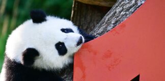 Vor einem Jahr kamen die Pandabären Leni und Lotti zur Welt.