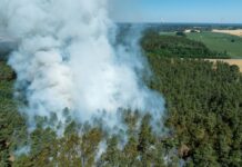 Die Waldbrandgefahr in Brandenburg wird in den nächsten Tagen wieder etwas größer (Archivbild).