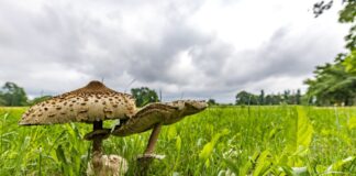 Die Pilze zeigen sich nach dem Regen der letzten Tage häufig in Südbrandenburg. (Archivbild)