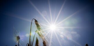 Sommerlich warm: Heute zeigt sich die Sonne in Berlin und Brandenburg fast ohne Unterbrechung. (Archivbild)