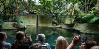 Besucher fotografieren das Flusspferd Toni im Berliner Zoo.