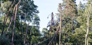 Mehrere Stürme hatten Ende Juni und im Juli schwere Schäden in den Tegeler und Spandauer Forsten angerichtet. (Archivbild)