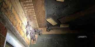 In Berlin finden sich Fledermäuse an verschiedenen Orten, auch an der Zitadelle Spandau.