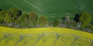 Die Erntemengen bei Winterraps werden in diesem Jahr voraussichtlich um 7,7 Prozent im Vorjahresvergleich steigen. (Archivbild)