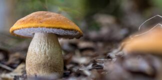 Die Pilze zeigen sich nach dem Regen der letzten Tage häufig in Südbrandenburg.