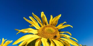 Trocken, warm und freundlich: Der Sommer nimmt in Berlin und Brandenburg wieder Fahrt auf. (Archivbild)