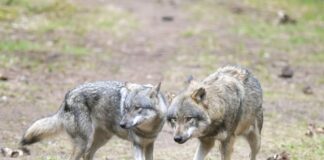 Der Umgang mit dem Wolf - ein zäher Dauer-Konflikt zwischen Politik und Verbänden in Brandenburg. (Archivbild)