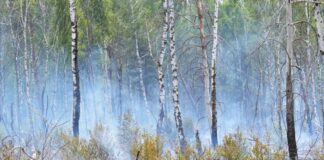 Rauschschwaden ziehen durch einen Wald. (Symbolbild)