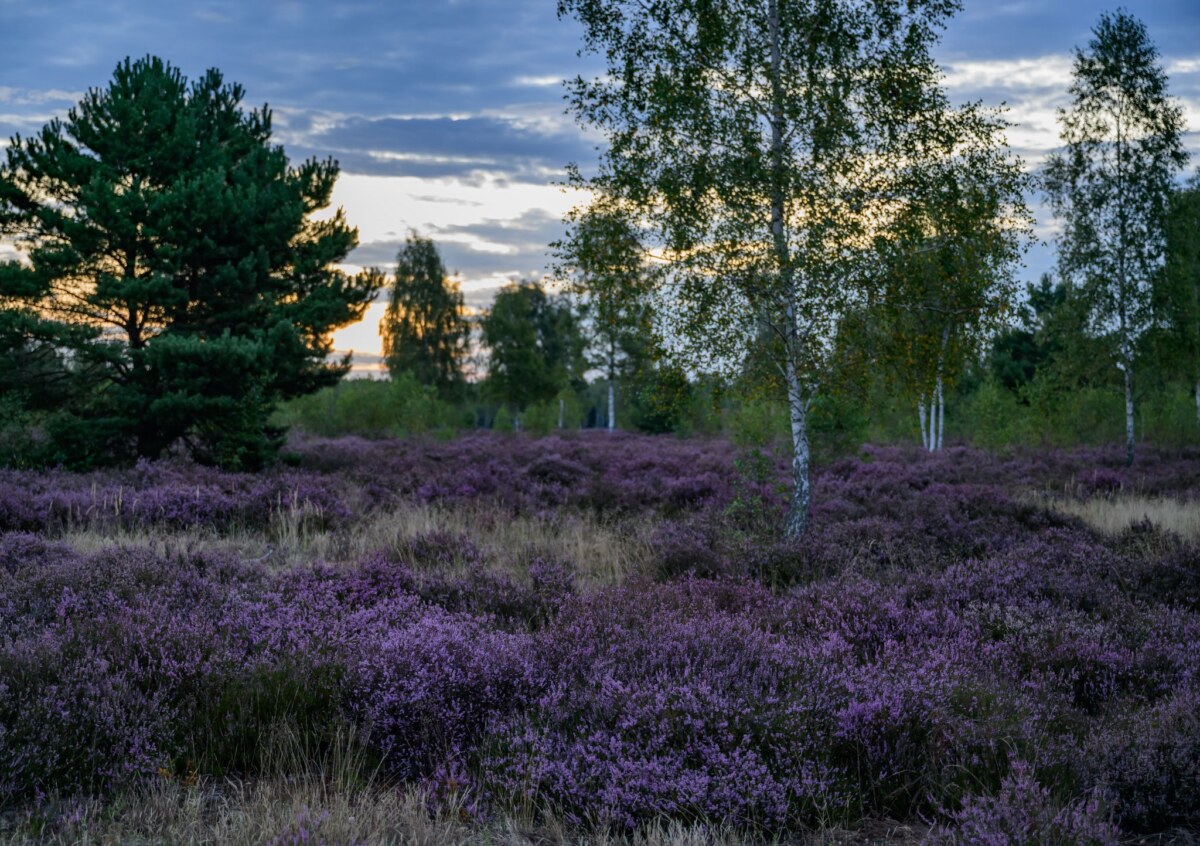 Heideblüte in Brandenburg Sonne, Wolken und einzelne Gewitter: Das Wochenende in Berlin und Brandenburg zeigt sich abwechslungsreich.