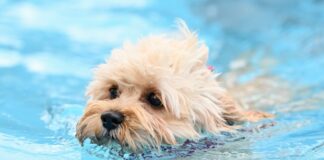 Erstmals dürfen zum Saisonabschluss auch in Berlin Hunde in zwei Freibädern ins Wasser. (Symbolbild)