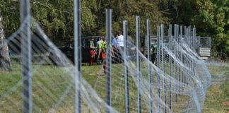 Sperrzonen gegen die Schweinepest sind fast vollständig aufgehoben.