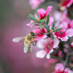 Vom Neuseeland Trip zum Manuka Honig: So entstand Powerfabrik mit Alexander Morof Eine Honigbiene sammelt den Nektar und die Pollen der Manuka-Blüte auf. Bild: iStock / Getty Images Plus / Janice Chen