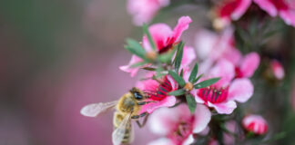 Eine Honigbiene sammelt den Nektar und die Pollen der Manuka-Blüte auf. Bild: iStock / Getty Images Plus / Janice Chen