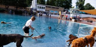 Am ersten Hundeschwimmtag in Berliner Freibädern genießen Tiere und Besitzer das Wasser. 