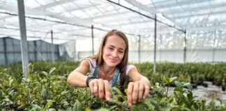 Matcha-Anbauerin: Ursprünglich kommt Kühnle aus dem Weinbau.