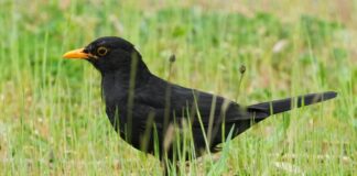 Die Amsel braucht naturnahe Gärten und Grünflächen. (Archiv)