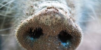 Afrikanische Schweinepest: Brandenburg hat die meisten Fälle.