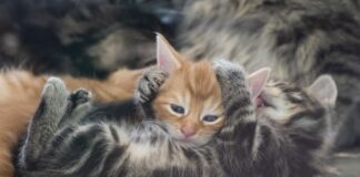 In der Urlaubszeit sind in Berlin Hunderte Tiere ausgesetzt worden, darunter auch viele Katzen und Hunde. (Foto - Illustration)