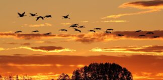Der Herbstzug der Kraniche ist normalerweise ein Naturschauspiel im Linumer Teichland - jetzt erlebt der kleine Ort im Nordwesten Brandenburgs wegen der Vogelgrippe einen herben Rückschlag.  (Archivbild)